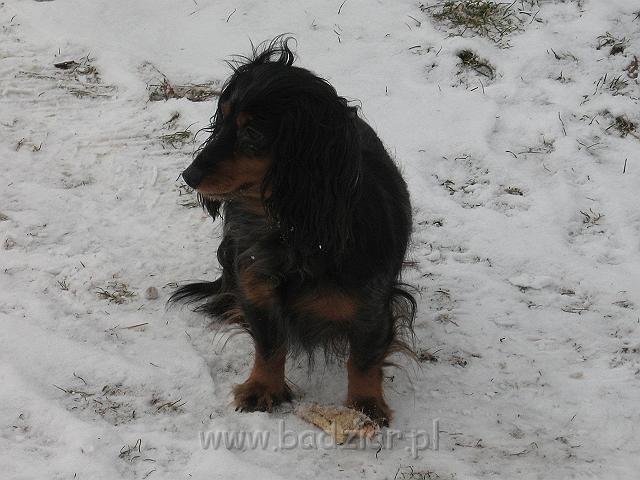 podhalan_9486.jpg - Jamnik Długowłosy Miniaturowy - AJSZA Basell