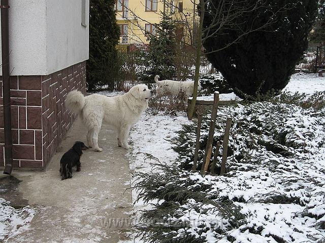 podhalan_9488.jpg - Owczarek podhalański - na pierwszym planie jamnik TIPSY z Końskiego Raju, dalej z tyłu  PRZYMILNY PERS Badziar i BAŁAMUTKA BEJA Badziar