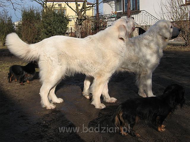 podhalan_9909.jpg - Owczarek podhalański - KAJA SURMA ze Śnieżnej Uboczy (12 lat), z tyłu LAWINA-BUKSA Filos (ponad 10 lat), z przodu po prawej jamniczka AJSZA Basell (5 lat), po lewej, z tyłu jamniczka TIPSY z Końskiego Raju (11 lat).