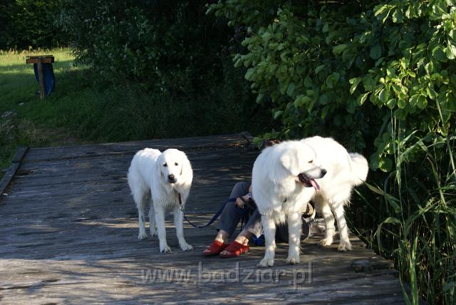 podhalan_06418.jpg - Owczarek Podhalański - KOKIETKA KESSI i PRZYMILNY PERS Badziar na Mazurach