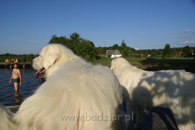 podhalan_06425.jpg - Owczarek Podhalański - KOKIETKA KESSI i PRZYMILNY PERS Badziar na Mazurach