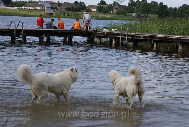podhalan_06581.jpg - Owczarek Podhalański - KOKIETKA KESSI i PRZYMILNY PERS Badziar na Mazurach