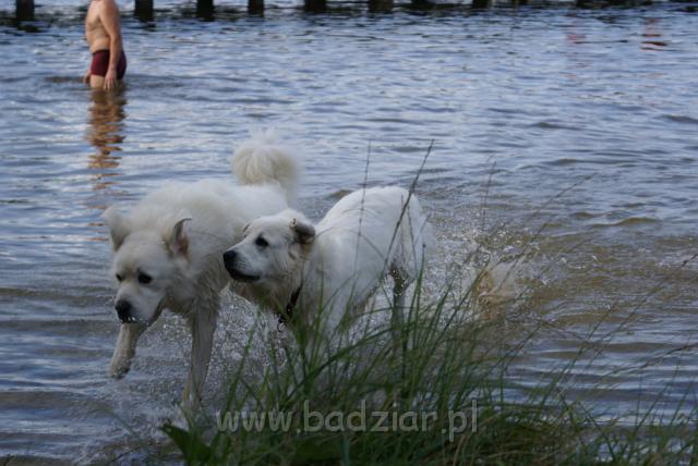 podhalan_06583.jpg - Owczarek Podhalański - KOKIETKA KESSI i PRZYMILNY PERS Badziar na Mazurach