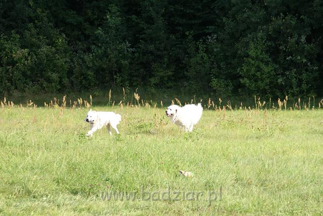 podhalan_06609.jpg - Owczarek Podhalański - KOKIETKA KESSI i PRZYMILNY PERS Badziar na Mazurach