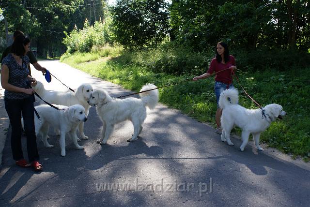 podhalan_06640.jpg - Owczarek Podhalański - KOKIETKA KESSI i PRZYMILNY PERS Badziar (po lewej) z wizytą u KUMOTERA KARATA Badziar i RITY Biały Podhalan (po prawej)