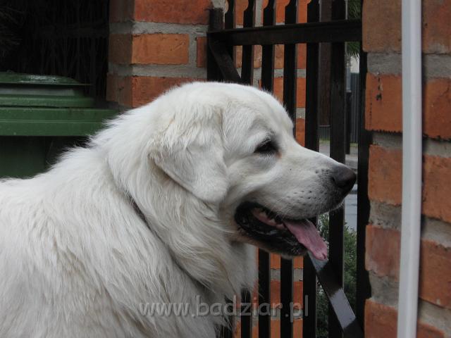 podhalan_0473.jpg - Owczarek podhalański - BASAŁYK BARI Badziar - ... nieprzeciętnie mądry ( otwiera łapą lub pyskiem wszystkie drzwi, nawet te z blokadą i otwierane klamką do góry), ...