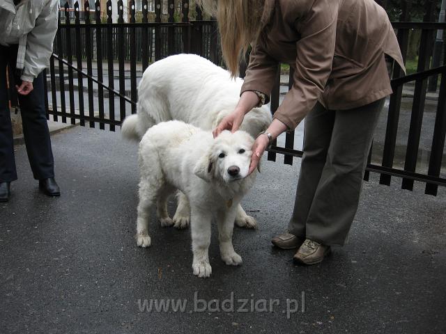 podhalan_0484.jpg - Owczarek podhalański - BASAŁYK BARI Badziar i LUNA Niedźwiedzia Łapa - ...on dystyngowany i uważający na wszystko, ...