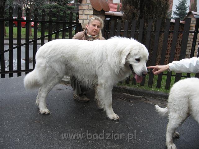 podhalan_0487.jpg - Owczarek podhalański - BASAŁYK BARI Badziar - ...by zobaczyć co z niego wyrosło.