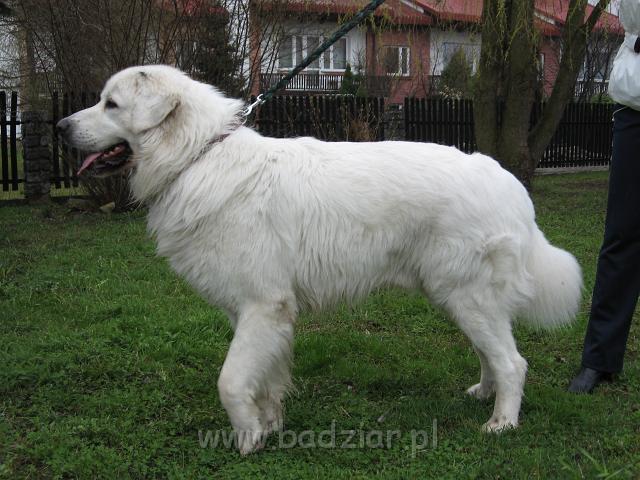 podhalan_0500.jpg - Owczarek podhalański - BASAŁYK BARI Badziar - ... i słucha wtedy, gdy mu jest to na rekę, a raczej "na łapę". "