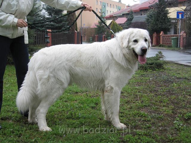 podhalan_0501.jpg - Owczarek podhalański - BASAŁYK BARI Badziar - ...ale pewnego roku przyjechał do polski na Świeta Wielkanoce....