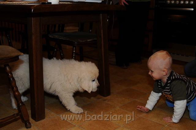 podhalan_065a.jpg - Owczarek Podhalański - KAMRAT KENAI Badziar