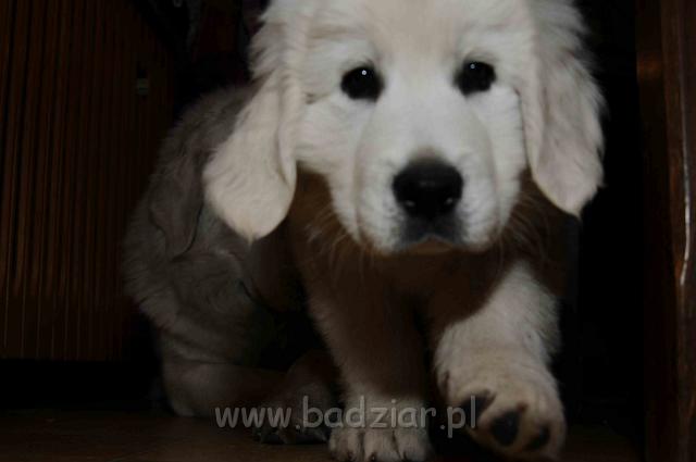 podhalan_090a.jpg - Owczarek Podhalański - KAMRAT KENAI Badziar
