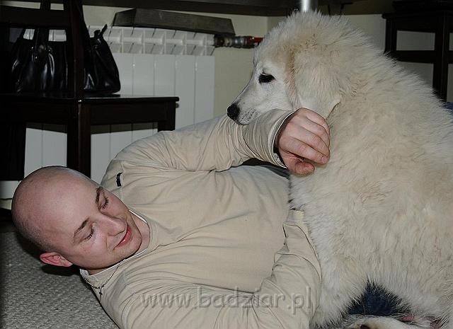 podhalan_447a.jpg - Owczarek Podhalański - KAMRAT KENAI Badziar (4 miesiące)