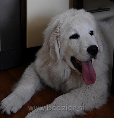 podhalan_471a.jpg - Owczarek Podhalański - KAMRAT KENAI Badziar (4 miesiące)