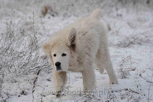 podhalan_5153a.jpg - Owczarek Podhalański - KAMRAT KENAI Badziar