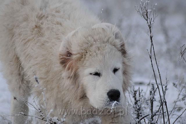 podhalan_5157a.jpg - Owczarek Podhalański - KAMRAT KENAI Badziar