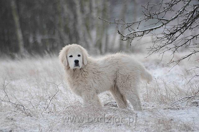podhalan_5176a.jpg - Owczarek Podhalański - KAMRAT KENAI Badziar