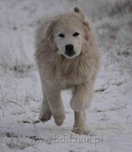 podhalan_5184a.jpg - Owczarek Podhalański - KAMRAT KENAI Badziar