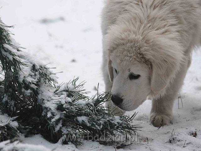 podhalan_5320a.jpg - Owczarek Podhalański - KAMRAT KENAI Badziar