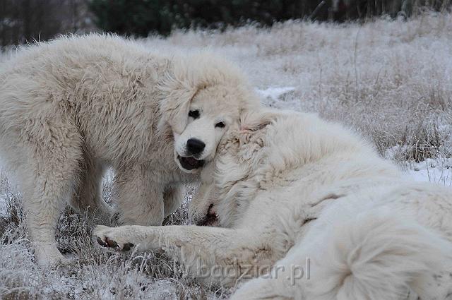 podhalan_5364a.jpg - Owczarek Podhalański - KAMRAT KENAI Badziar i PRZEKORNA PROXIMA Badziar