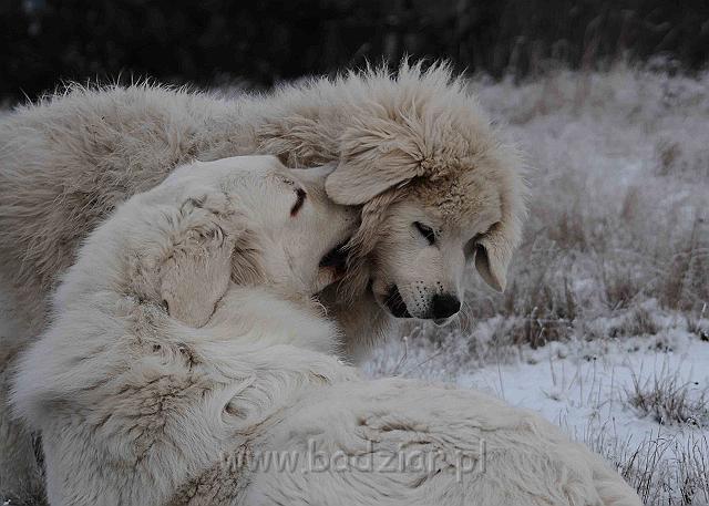 podhalan_5365a.jpg - Owczarek Podhalański - KAMRAT KENAI Badziar i PRZEKORNA PROXIMA Badziar