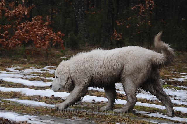 podhalan_6017.jpg - Owczarek Podhalański - KAMRAT KENAI Badziar (4,5 miesiąca)