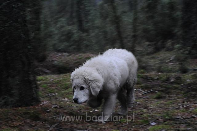 podhalan_6049.jpg - Owczarek Podhalański - KAMRAT KENAI Badziar (4,5 miesiąca)
