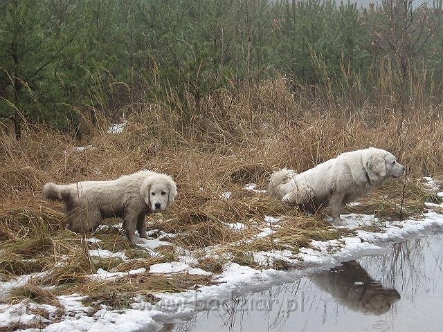 podhalan_9502.jpg - Owczarek Podhalański - KAMRAT KENAI Badziar (4,5 miesiąca) i PRZEKORNA PROXIMA Badziar