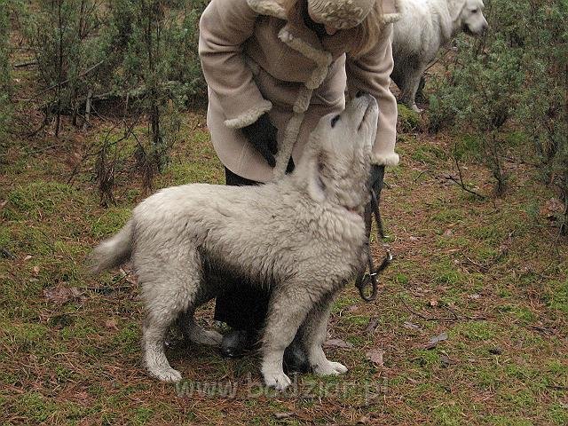 podhalan_9579.jpg - Owczarek Podhalański - KAMRAT KENAI Badziar (4,5 miesiąca)