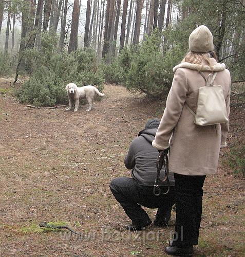 podhalan_9629.jpg - Owczarek Podhalański - KAMRAT KENAI Badziar (4,5 miesiąca)