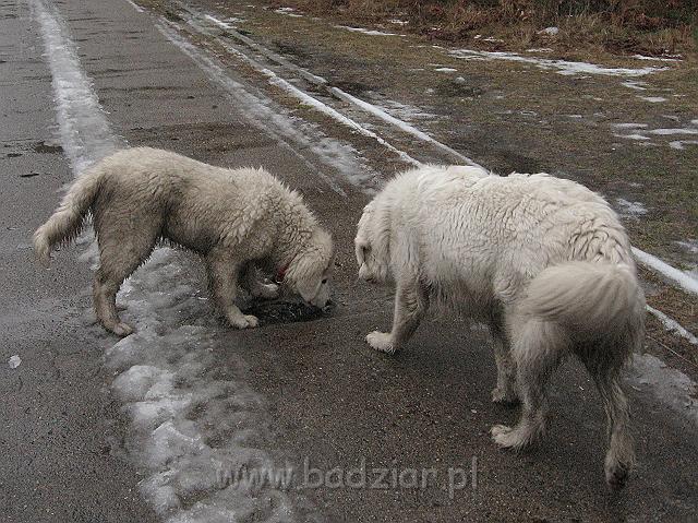 podhalan_9784.jpg - Owczarek Podhalański - KAMRAT KENAI Badziar (4,5 miesiąca) i PRZEKORNA PROXIMA Badziar