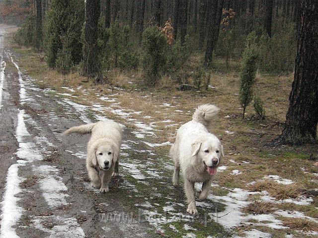 podhalan_9841.jpg - Owczarek Podhalański - KAMRAT KENAI Badziar (4,5 miesiąca) i PRZEKORNA PROXIMA Badziar