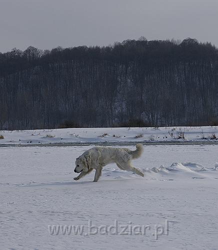 DSC09610.JPG - Owczarek Podhalański - KOKIETKA KESSI Badziar (17 miesięcy)