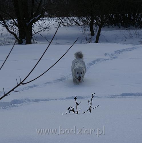 DSC09728.JPG - Owczarek Podhalański - KOKIETKA KESSI Badziar (17 miesięcy)