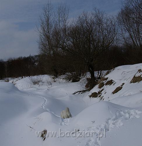 DSC09740.JPG - Owczarek Podhalański - KOKIETKA KESSI Badziar (17 miesięcy)