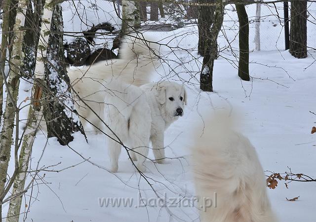 owczarekpodhalanski_0136.jpg - Owczarek Podhalański - w środku - KOKIETKA KESSI Badziar (16 miesięcy)