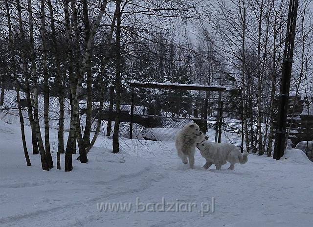 owczarekpodhalanski_0138.jpg - Owczarek Podhalański - od prawej - KOKIETKA KESSI Badziar (16 miesięcy), PRZYMILNY PERS Badziar