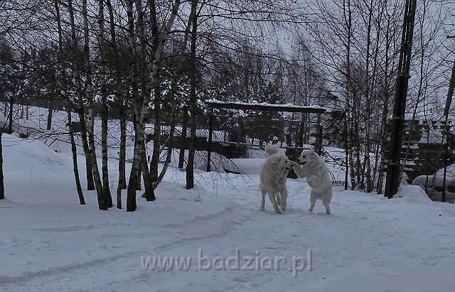 owczarekpodhalanski_0139.jpg - Owczarek Podhalański - od prawej - KOKIETKA KESSI Badziar (16 miesięcy), PRZYMILNY PERS Badziar