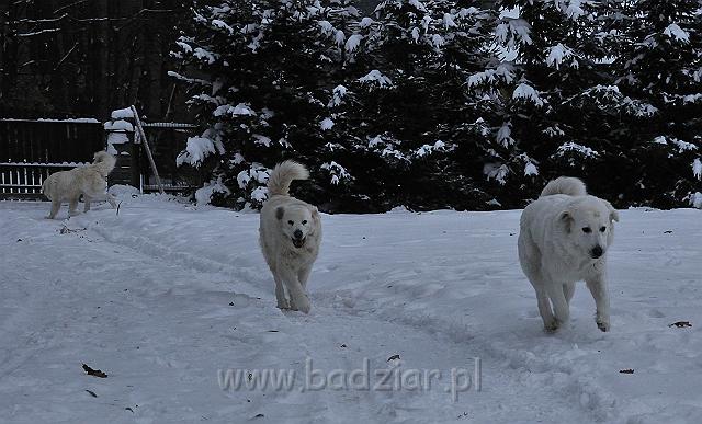 owczarekpodhalanski_0144.jpg - Owczarek Podhalański - od prawej: KOKIETKA KESSI Badziar (16 miesięcy), BAŁAMUTKA BEJA Badziar, PRZYMILNY PERS Badziar