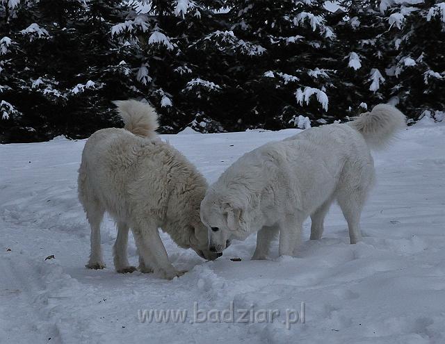 owczarekpodhalanski_0145.jpg - Owczarek Podhalański - od prawej: KOKIETKA KESSI Badziar (16 miesięcy), BAŁAMUTKA BEJA Badziar