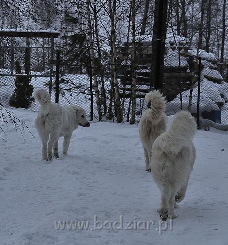 owczarekpodhalanski_0150.jpg - Owczarek Podhalański - od lewej: KOKIETKA KESSI Badziar (16 miesięcy), BAŁAMUTKA BEJA Badziar, PRZYMILNY PERS Badziar