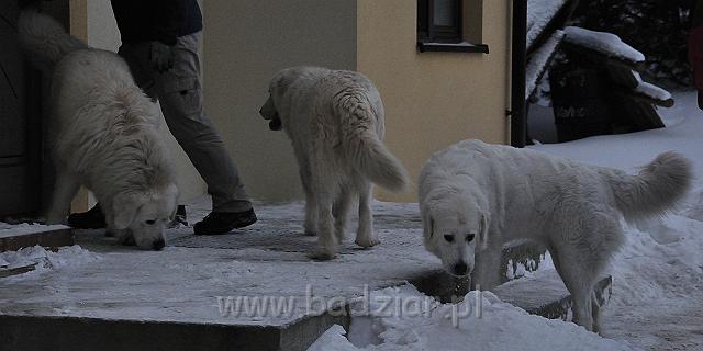 owczarekpodhalanski_0154.jpg - Owczarek Podhalański - od prawej: KOKIETKA KESSI Badziar (16 miesięcy), BAŁAMUTKA BEJA Badziar, PRZYMILNY PERS Badziar