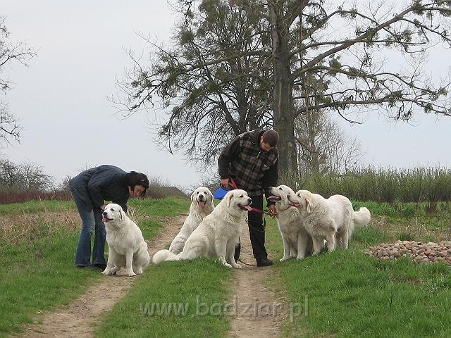 podhalan_0233.jpg - Owczarek Podhalański - KOKIETKA KESSI Badziar (7 miesięcy -  pierwsza z lewej) na rodzinnym spacerze - dalej Lawa, Pers, Beja i Surma