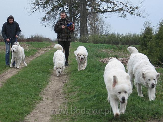 podhalan_0235.jpg - Owczarek Podhalański - KOKIETKA KESSI Badziar (7 miesięcy -  pierwsza z lewej) na rodzinnym spacerze - dalej Lawa, Surma, Pers i Beja.