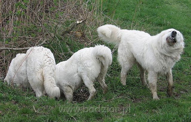podhalan_0245.jpg - Owczarek Podhalański - KOKIETKA KESSI Badziar (7 miesięcy - w środku ) na rodzinnym spacerze - po lewej Lawa, po prawej Pers.