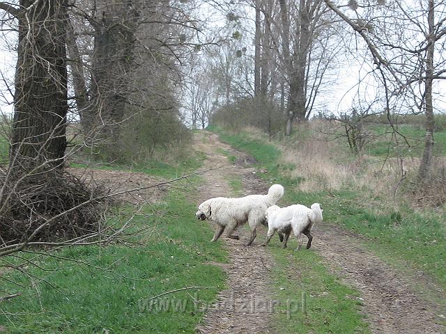 podhalan_0253.jpg - Owczarek Podhalański - KOKIETKA KESSI Badziar (7 miesięcy) i PRZYMILNY PERS Badziar