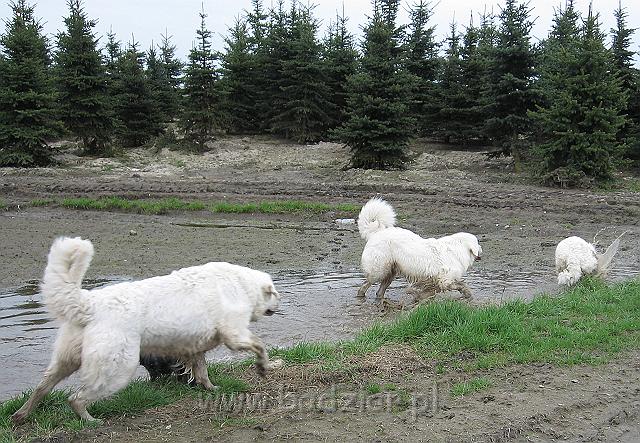 podhalan_0278.jpg - Owczarek Podhalański - KOKIETKA KESSI Badziar (7 miesięcy) BAŁAMUTKA BEJA Badziar i PRZYMILNY PERS Badziar
