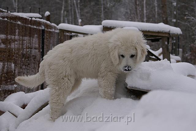podhalan_04740.jpg - Owczarek Podhalański - KOKIETKA KESSI Badziar