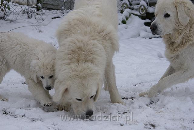 podhalan_04779.jpg - Owczarek Podhalański - od lewej: KOKIETKA KESSI Badziar, PRZYMILNY PERS Badziar, BAŁAMUTKA  BEJA Badziar