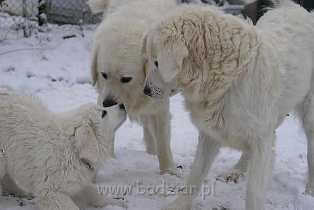 podhalan_04781.jpg - Owczarek Podhalański - od lewej: KOKIETKA KESSI Badziar, PRZYMILNY PERS Badziar, BAŁAMUTKA  BEJA Badziar
